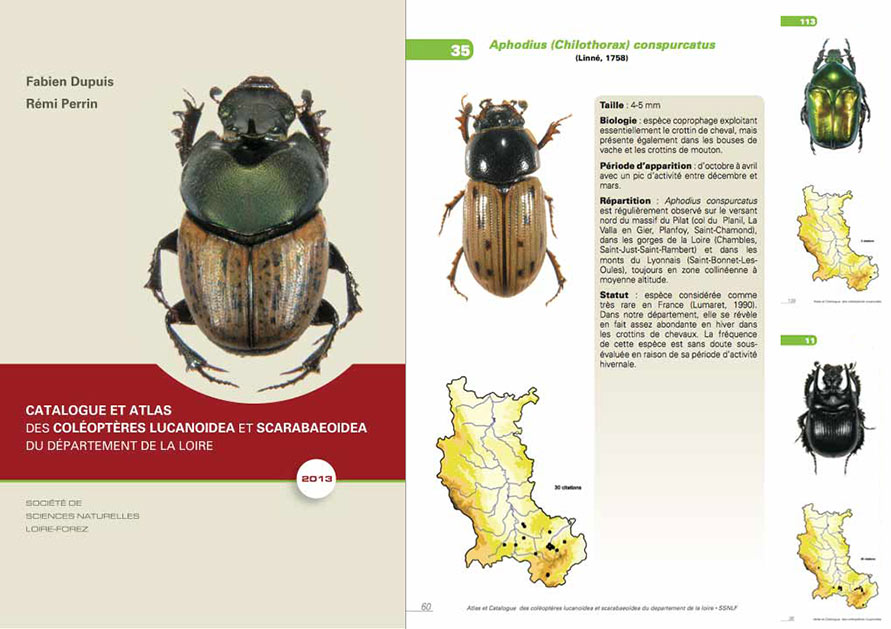 Atlas des coléoptères Lucanoidea et Scarabaeoidea du département de la Loire